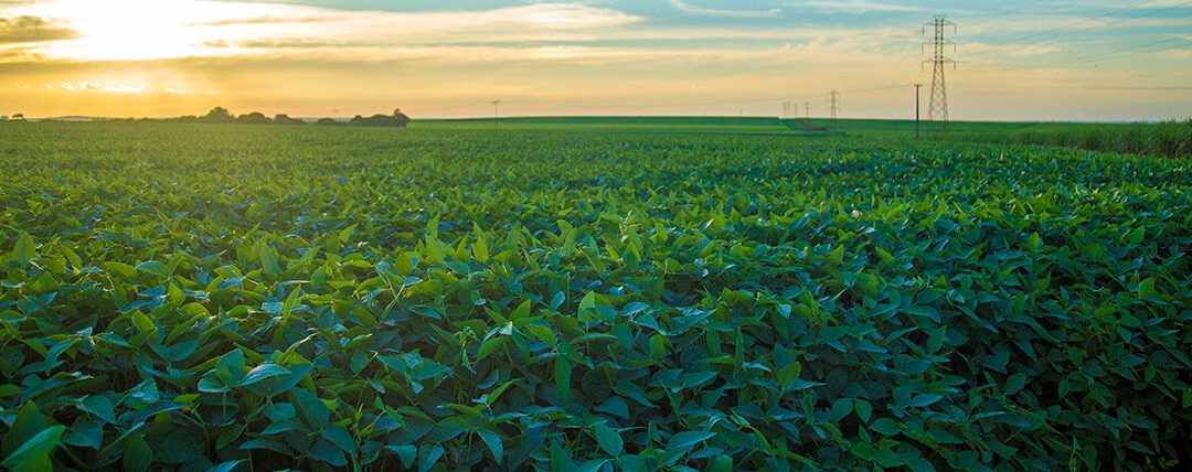 Saiba quais fatores podem auxiliar a produção de soja