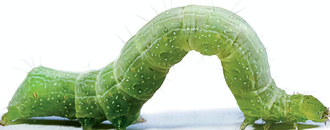 A soja e suas lagartas