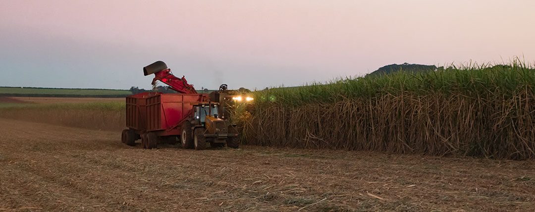 Comportamento de herbicidas em cana crua
