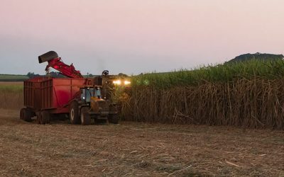 Comportamento de herbicidas em cana crua