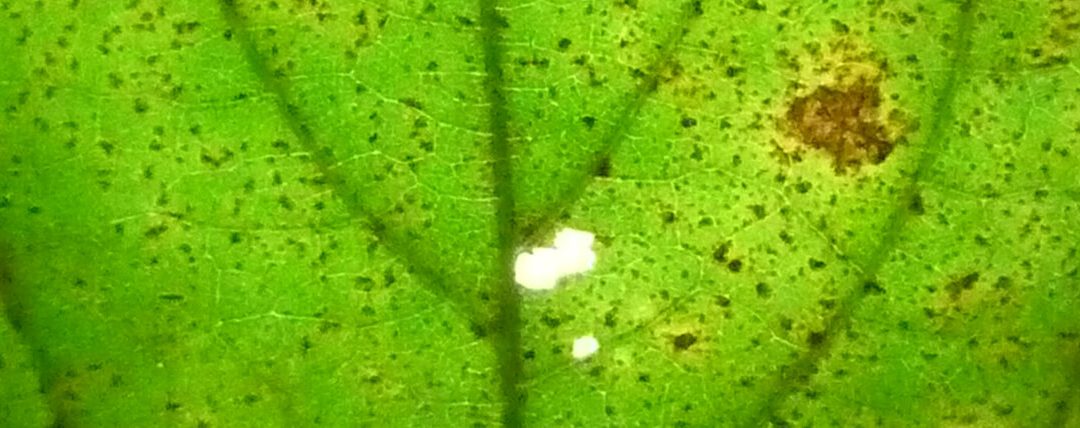 Ferrugem-asiática preocupa produtores de soja