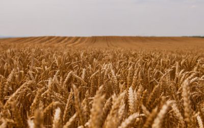 Veja os impactos do outono nas lavouras brasileiras