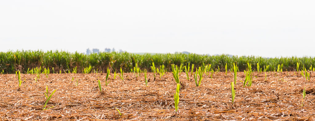 O desafio do manejo de plantas daninhas na cultura da cana-de-açúcar em épocas semissecas e secas