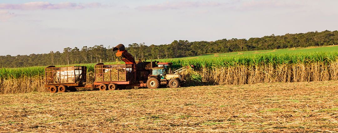 Manejo de herbicidas em cana crua desafia produtores