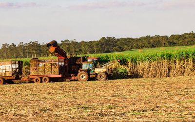 Manejo de herbicidas em cana crua desafia produtores