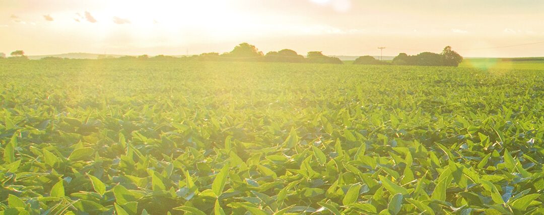 Mofo-branco: alta incidência afeta produtividade