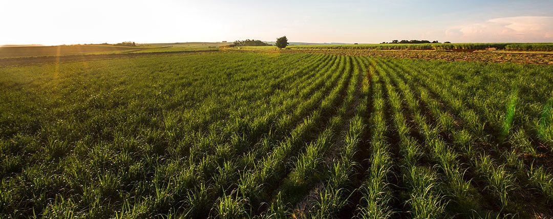 O Ciclo é 100% cana-de-açúcar