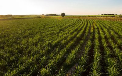 O Ciclo é 100% cana-de-açúcar