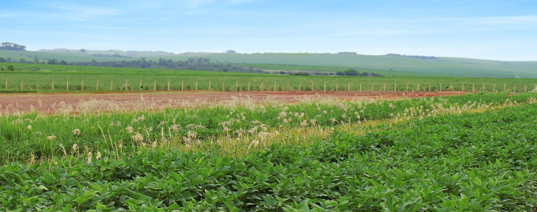 Elas são a verdadeira resistência!