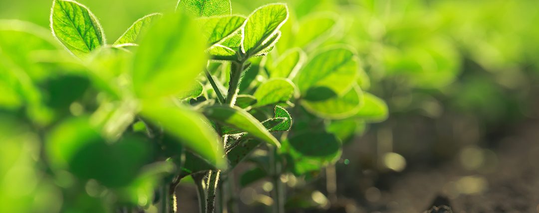 Fungicidas protetores auxiliam os sojicultores