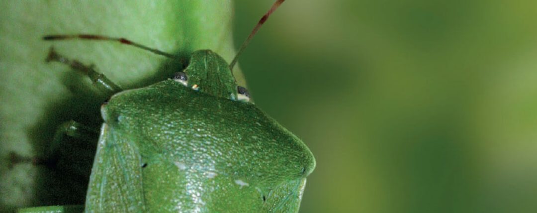 Eles sugam a produtividade da sua lavoura