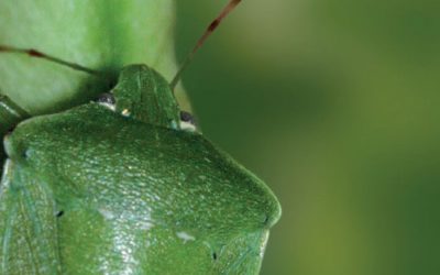 Eles sugam a produtividade da sua lavoura