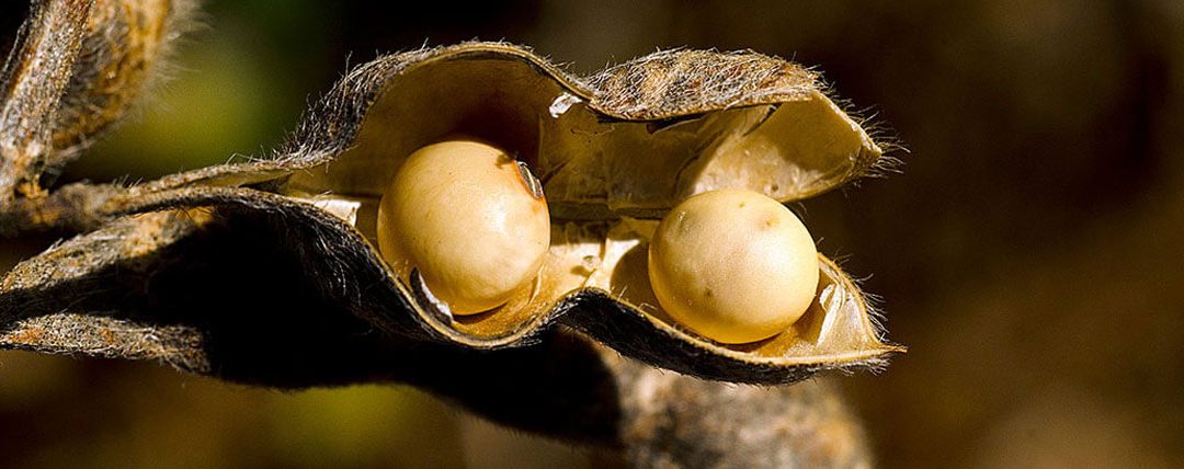 O tratamento que pode ajudar o planeta