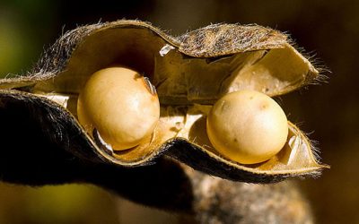O tratamento que pode ajudar o planeta