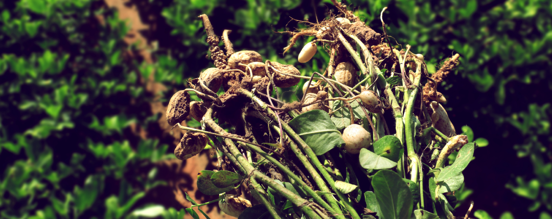 mancha-castanha do amendoim