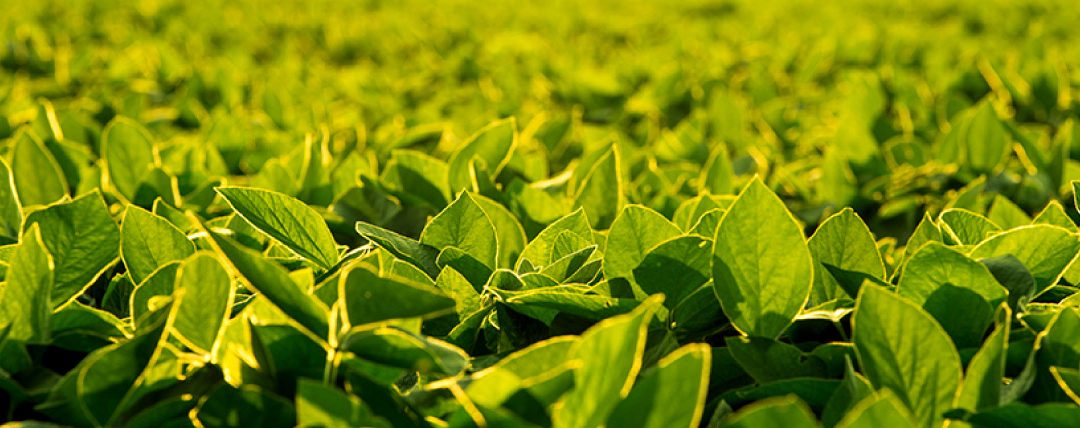 ferrugem asiática é uma das principais pragas da soja