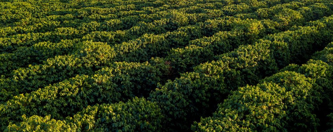 Ourofino Agrociência recomenda solução preventiva para a ferrugem do café