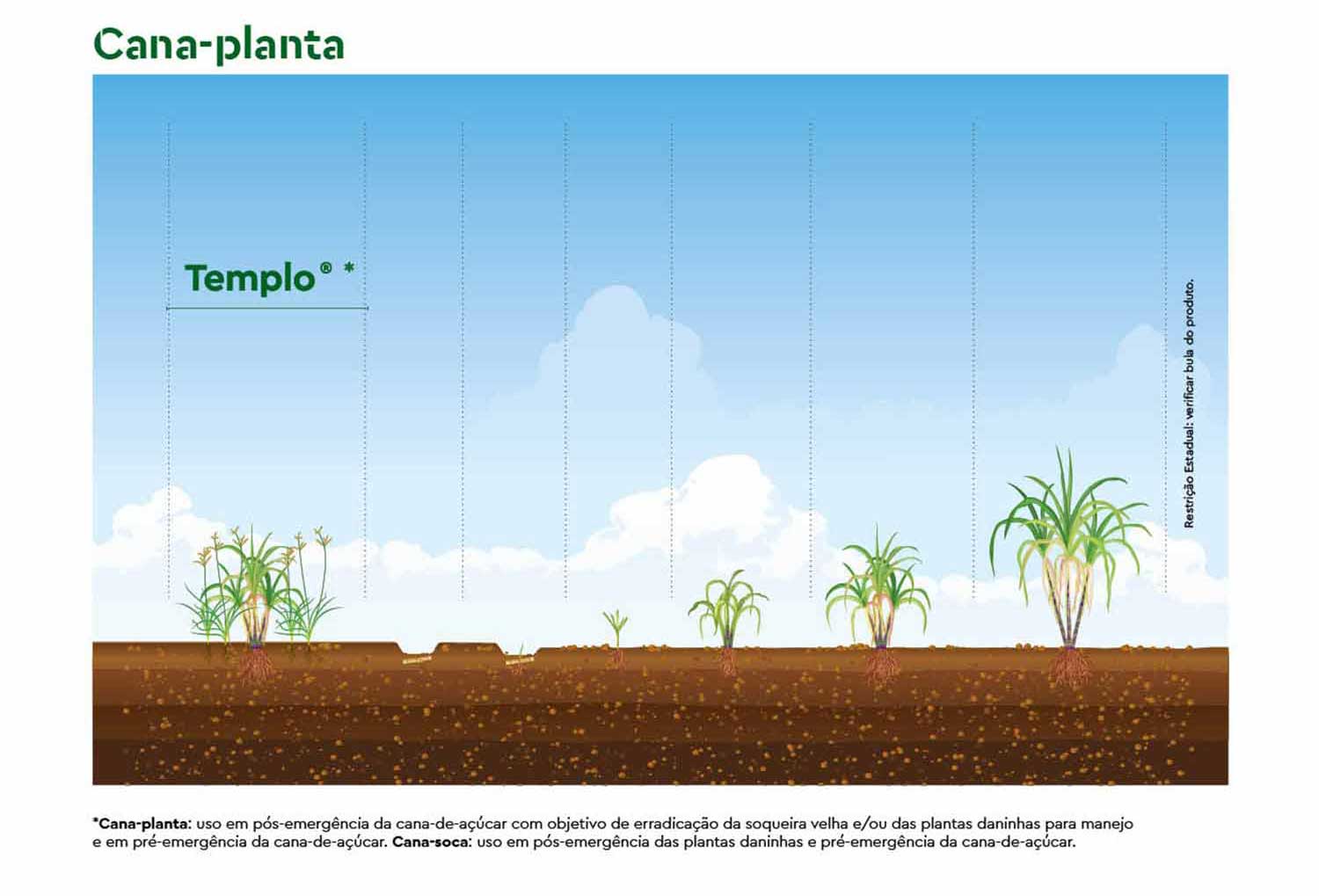 posicionamento herbicida Templo® cana-planta