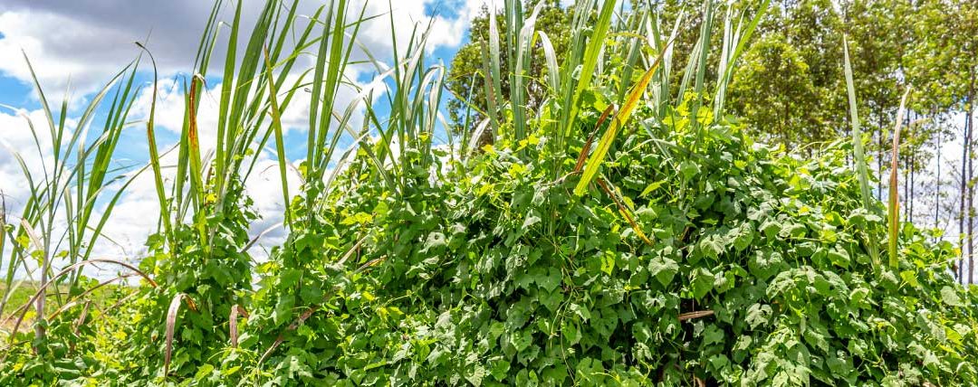 Manejo de plantas daninhas é importante para produtividade dos canaviais