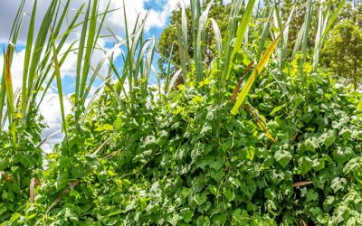Manejo de plantas daninhas é importante para produtividade dos canaviais