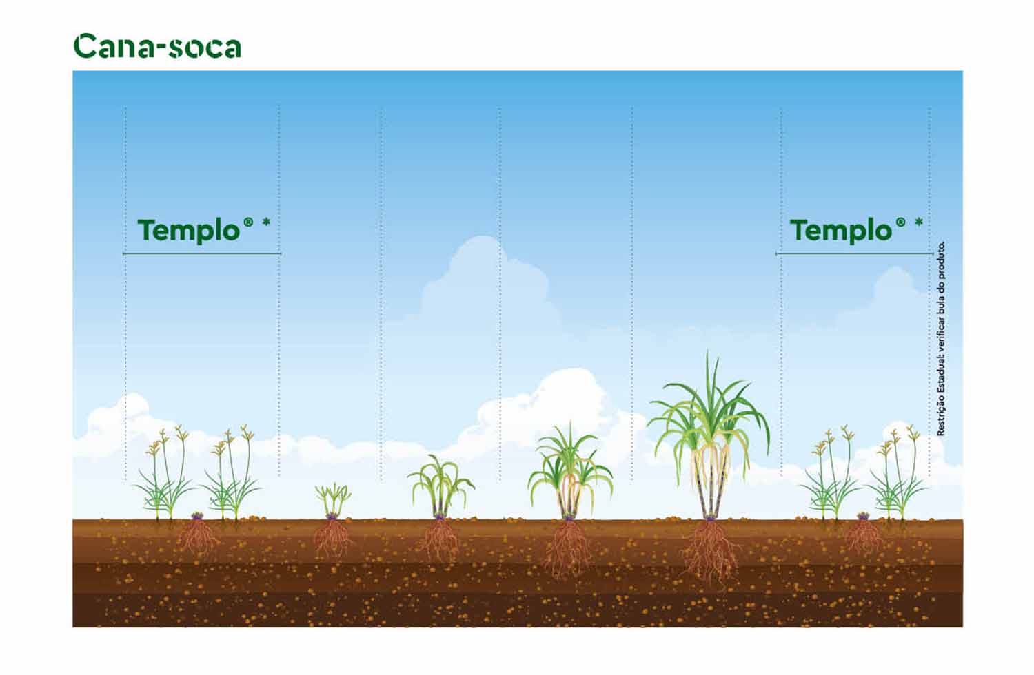 Posicionamento do herbicida Templo na cana-soca