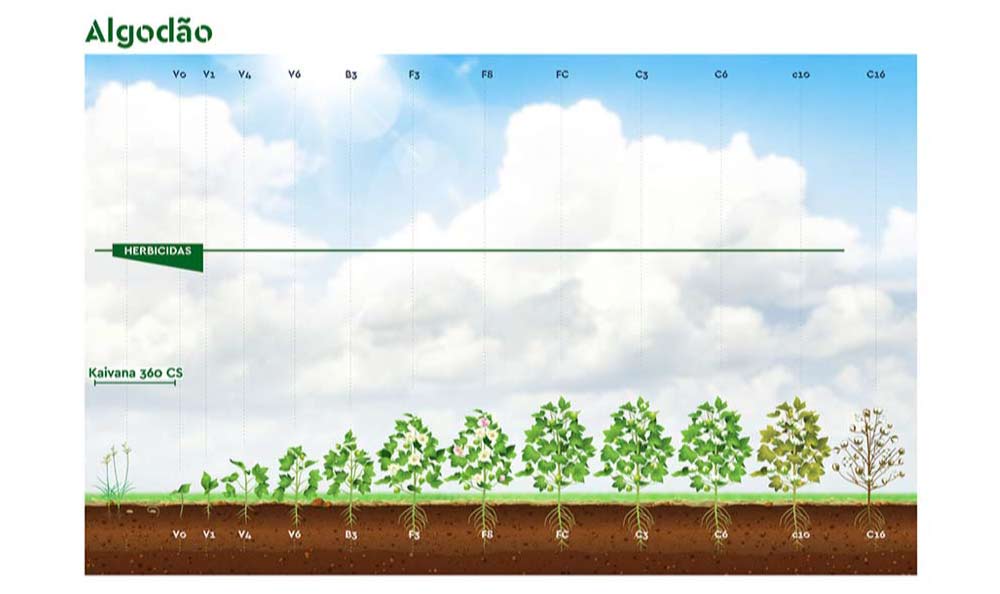 Posicionamento técnico do herbicida Kaivana 360 CS da Ourofino Agrociência em cana planta