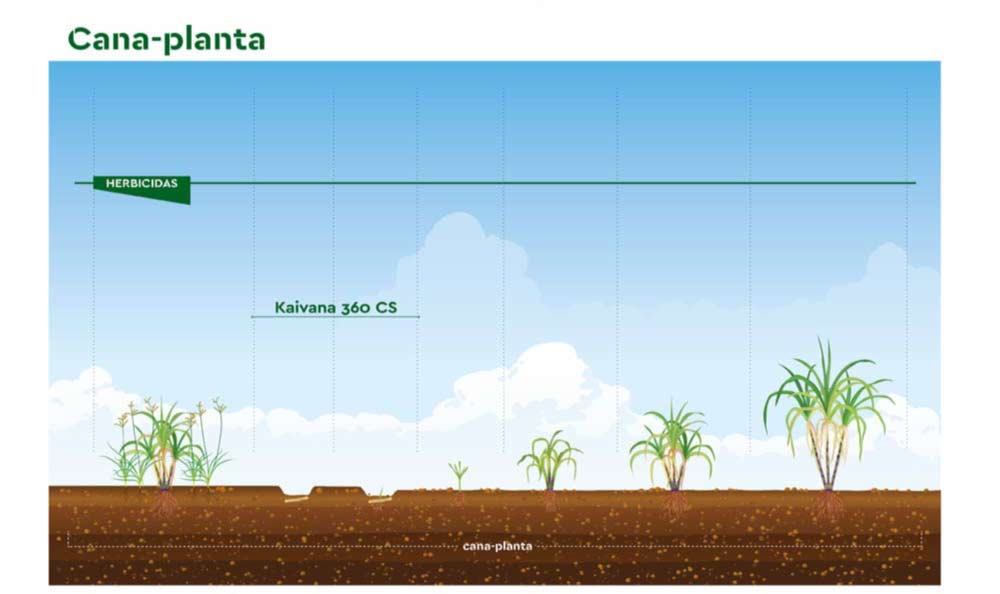 Posicionamento técnico do herbicida Kaivana 36 CS da Ourofino Agrociência em cana planta
