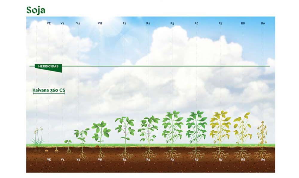 Posicionamento técnico do herbicida Kaivana 360 CS da Ourofino Agrociência em algodão