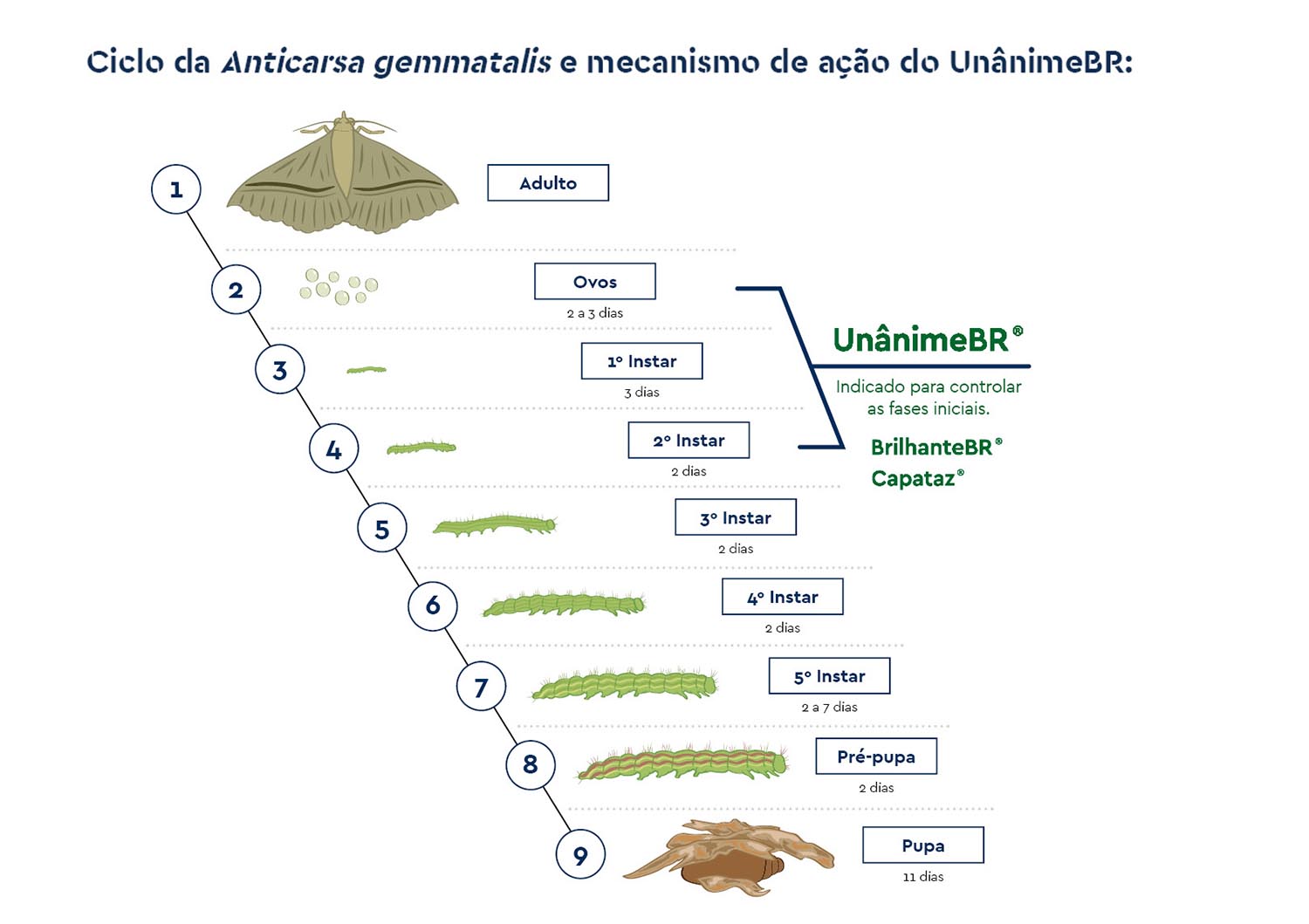 Recomendações de uso do inseticida UnânimeBR no manejo da lagarta-da-soja