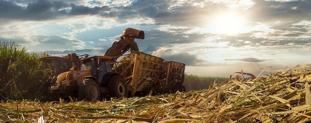 A seca reduz as estimativas da safra de cana 2021/22