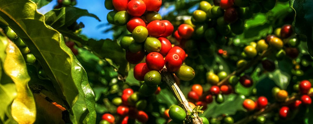 Bicho-mineiro no café: conheça as características e saiba como controlá-lo
