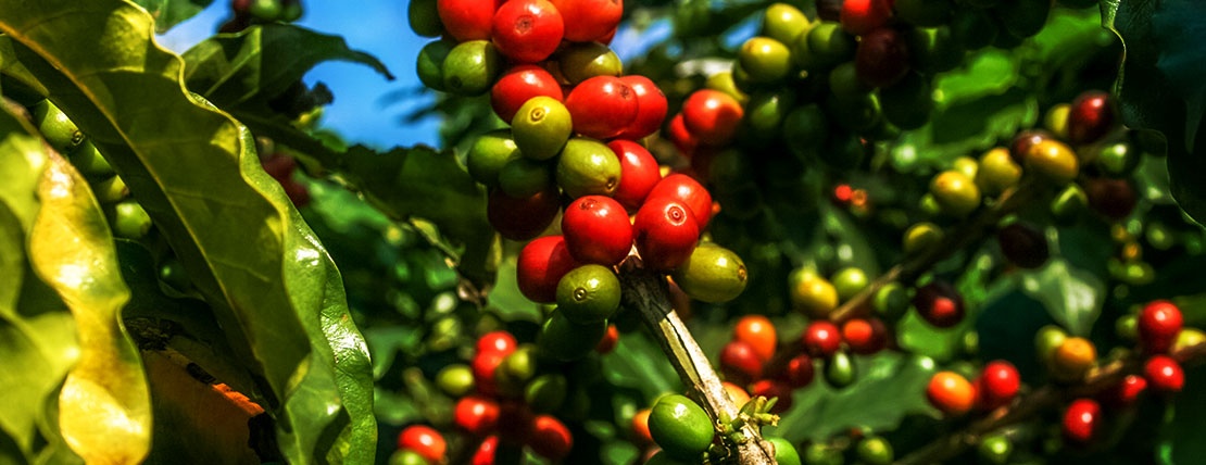 Dia nacional do café marcar o início da colheita da safra no país