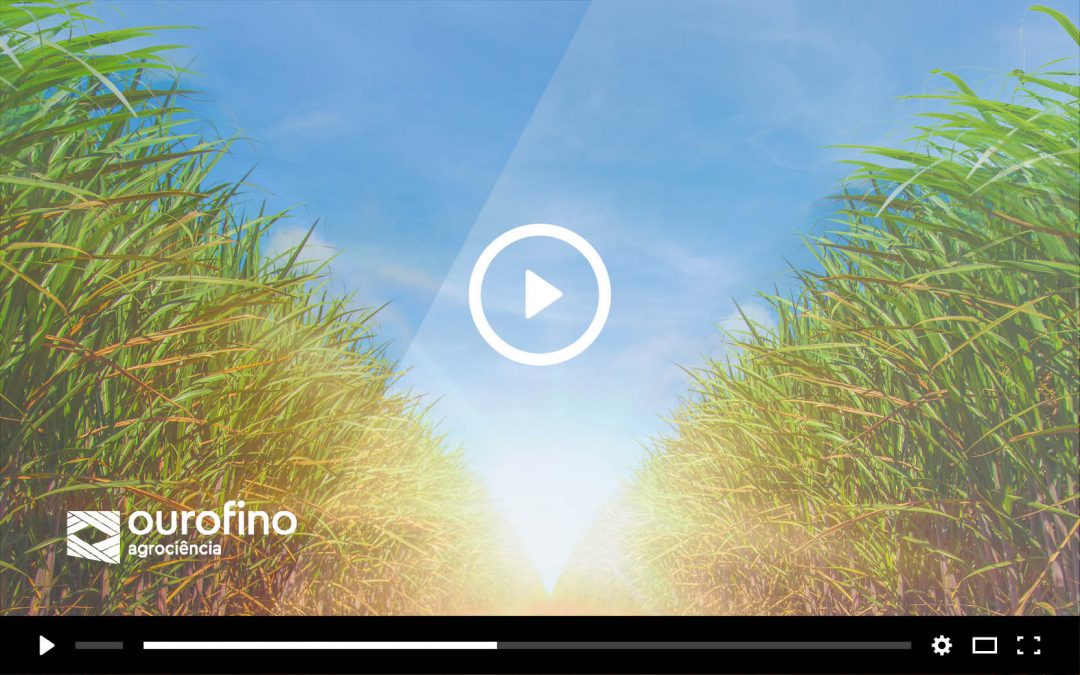 Manejo-de-gramíneas-em-épocas-secas-na-cana-de-açúcar