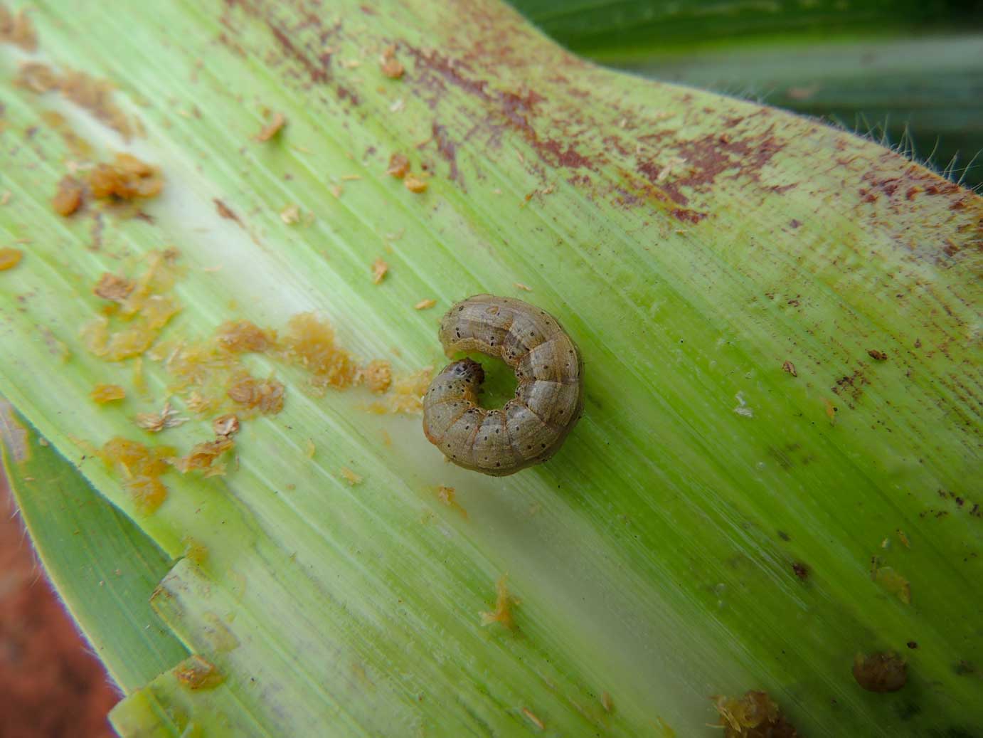 As lagarta da soja: Spodoptera frugiperda é uma lagarta polífaga que pode atacar as culturas da soja e do milho