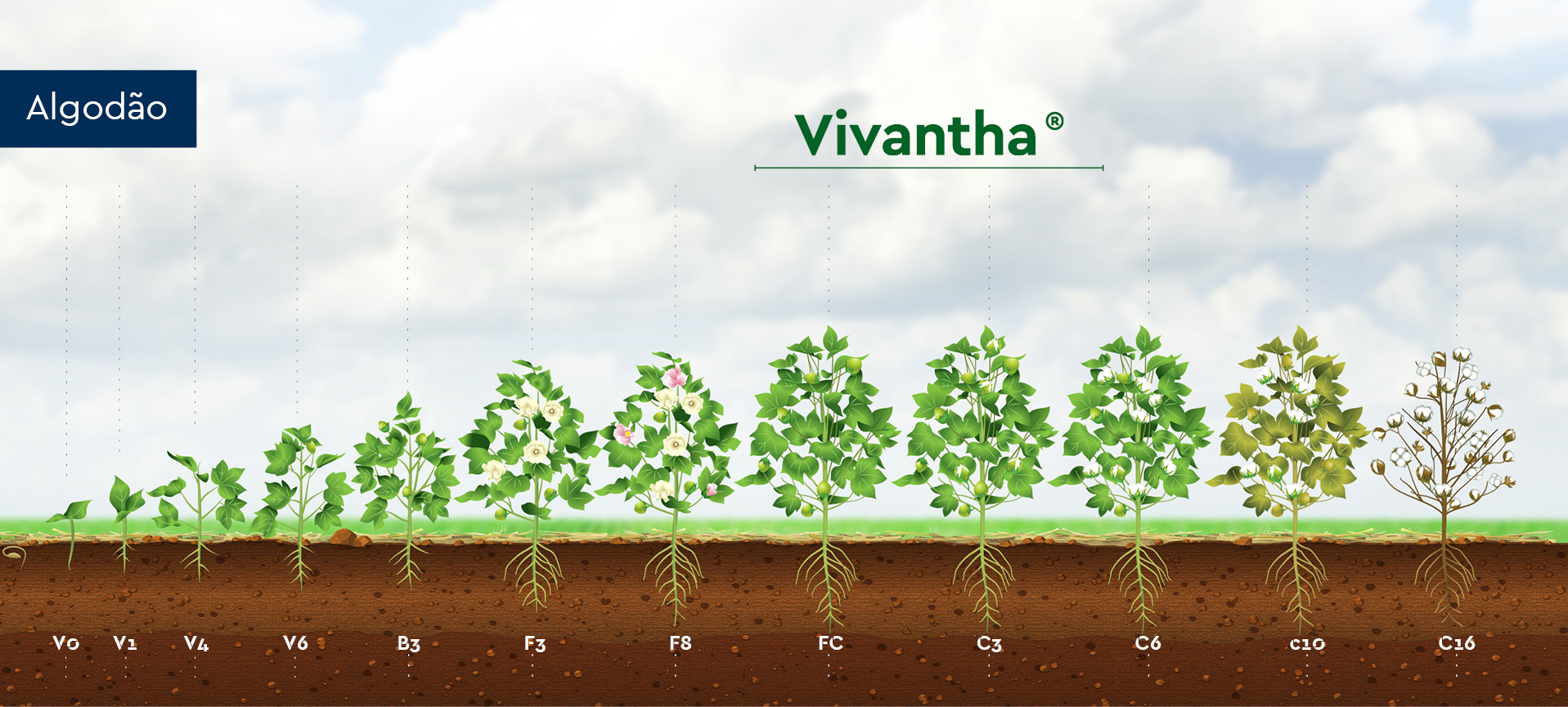 Posicionamento técnico do inseticida Vivantha para a cultura do algodão