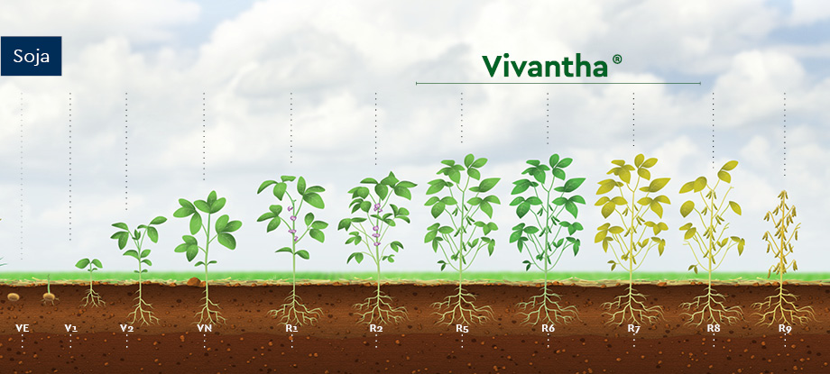 Posicionamento técnico do inseticida Vivantha na soja