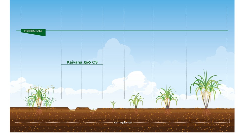 Posicionamento técnico do herbicida Kaivana na cana planta