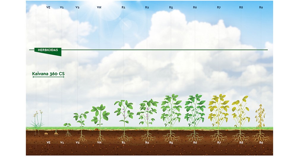 Posicionamento técnico do herbicida Kaivana na soja
