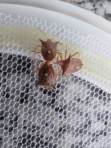 Manejo de percevejos  na lavoura de soja com foco na entressafra e monitoramento de pragas