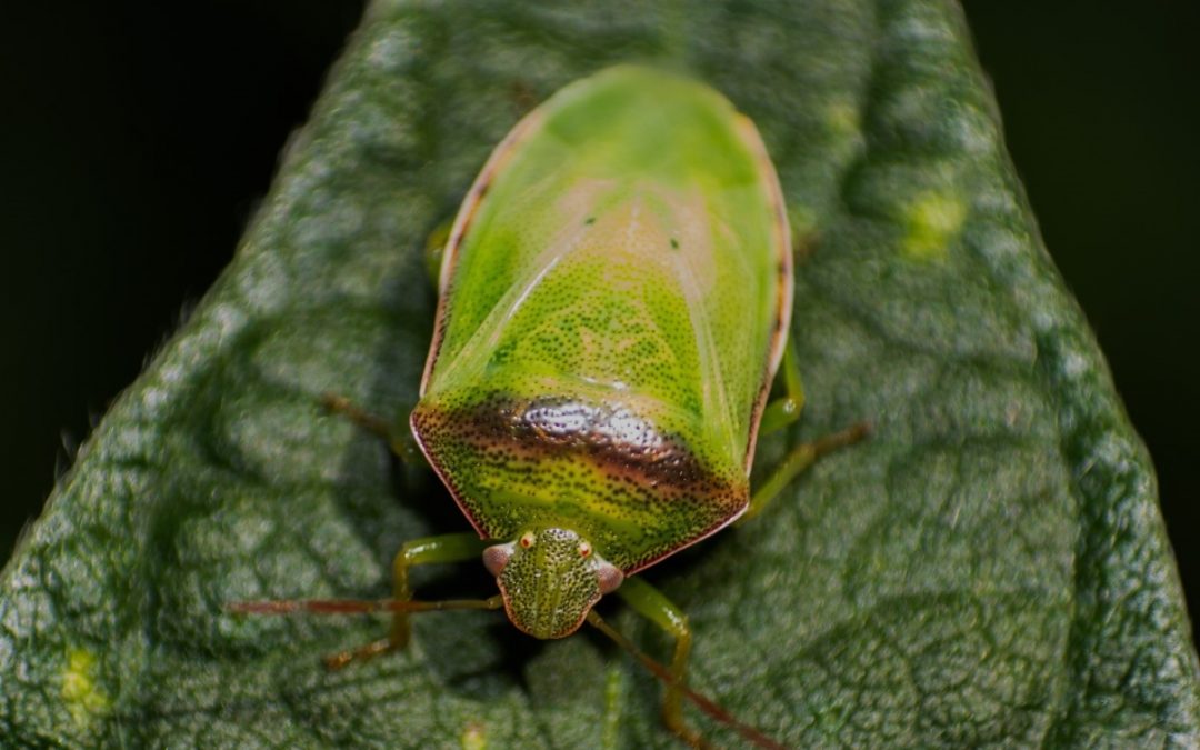 Manejo de percevejos na entressafra em lavoura de soja e milho. Percevejo verde pequeno da soja (Piezodorus guildinii)