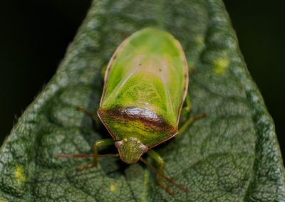 Percevejo verde pequeno da soja (Piezodorus guildinii)