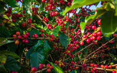 Phoma: com início da florada, cafeicultores devem estar atentos à doença