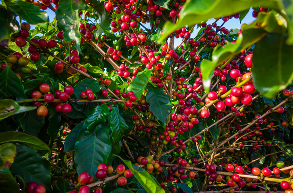 Planta de café saudável sem mancha-de-phoma