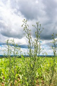 folhas largas e gramíneas Chuvas favoercem infestação de capim-pé-degalinha, buva e outras plantas daninhas, folhas largas e gramíneas