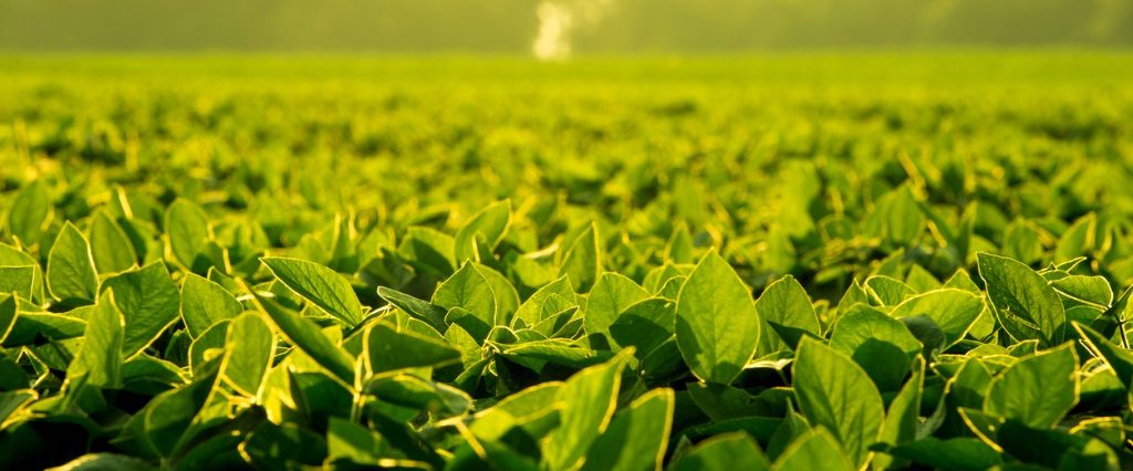 Fungicida premium na soja com alta performance e baixo risco de fitotoxicidade Soja | Inseticida Fungicida Herbicida | Ourofino - Pragas, Doenças e Plantas Daninhas