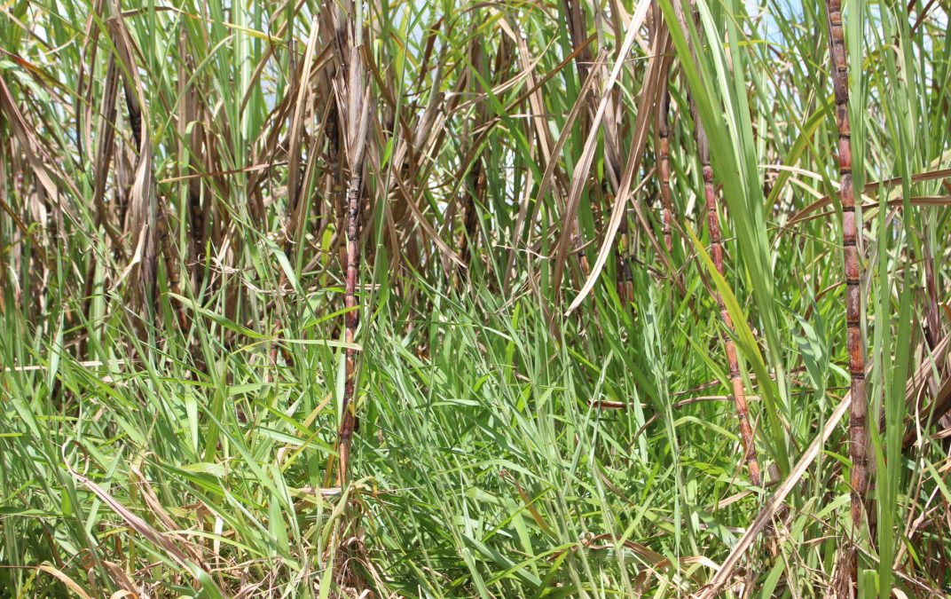 Dessecação pré-plantio para controle de plantas daninhas resistentes garante melhor arranque