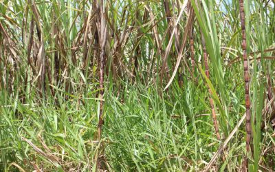 Dessecação pré-plantio para controle de plantas daninhas resistentes garante melhor arranque