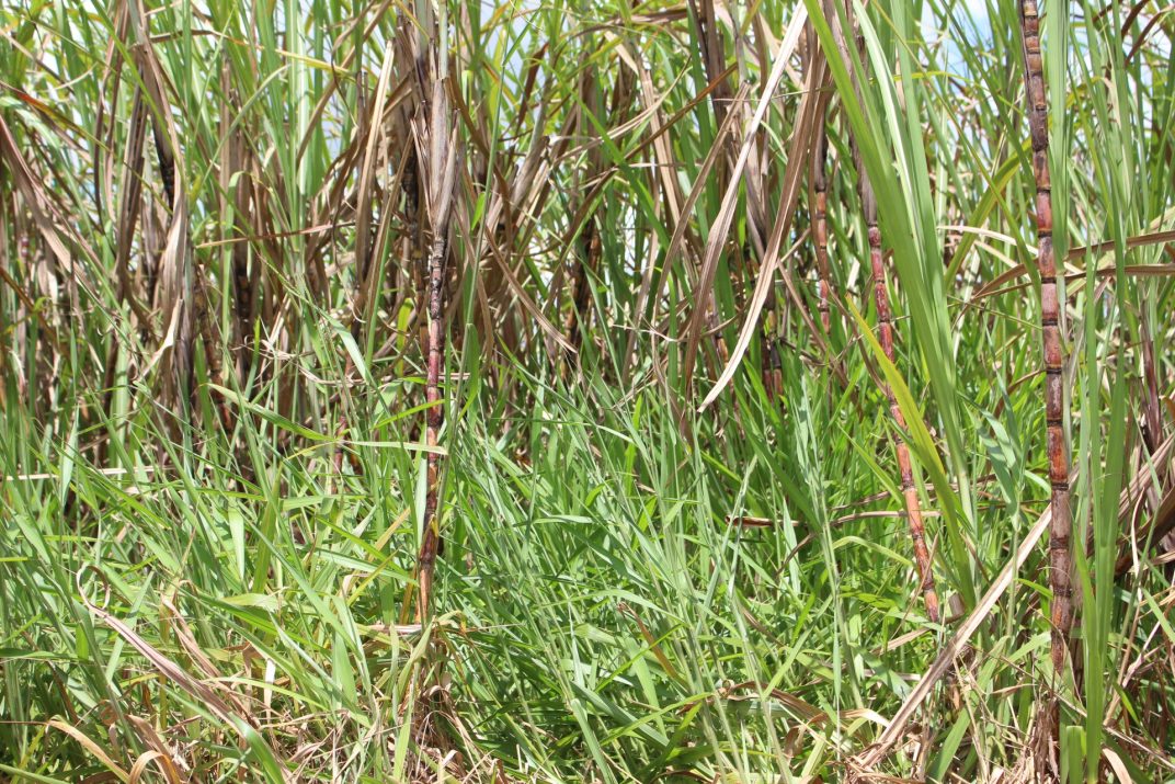 Dessecação pré-plantio para controle de plantas daninhas resistentes garante melhor arranque