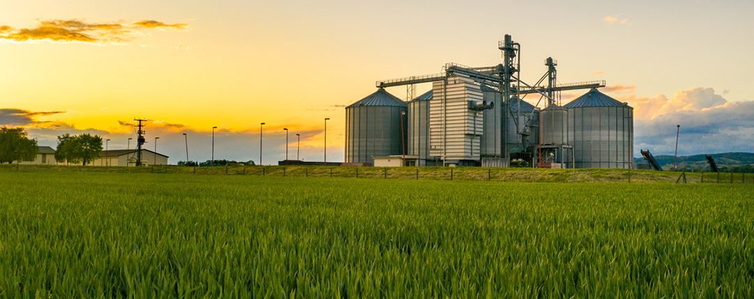 Pulgão-verde-dos-cereais: praga que merece atenção na cultura do trigo