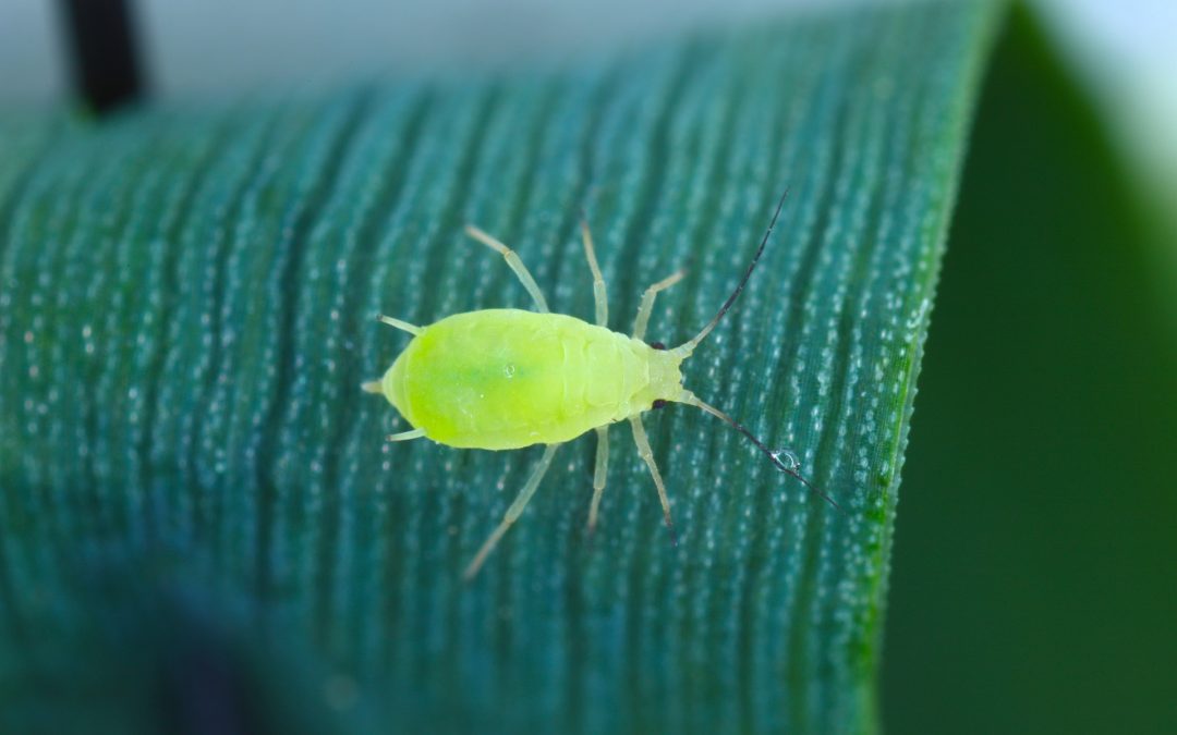 controle eficiente do pulgão‑verde‑dos‑cereais na lavoura